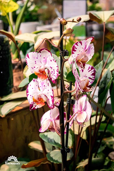 Phalaenopsis Bernadetta